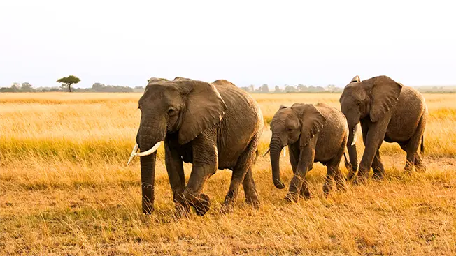 Traveling to Tanzania: Your Guide to Visa Requirements and Entry Information