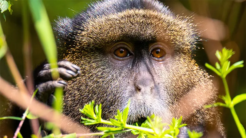 Discover Uganda