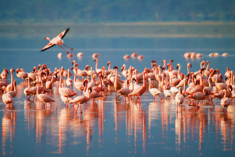 Ngorongoro Crater: The Most Spectacular Game Drive in Africa 2025-2026