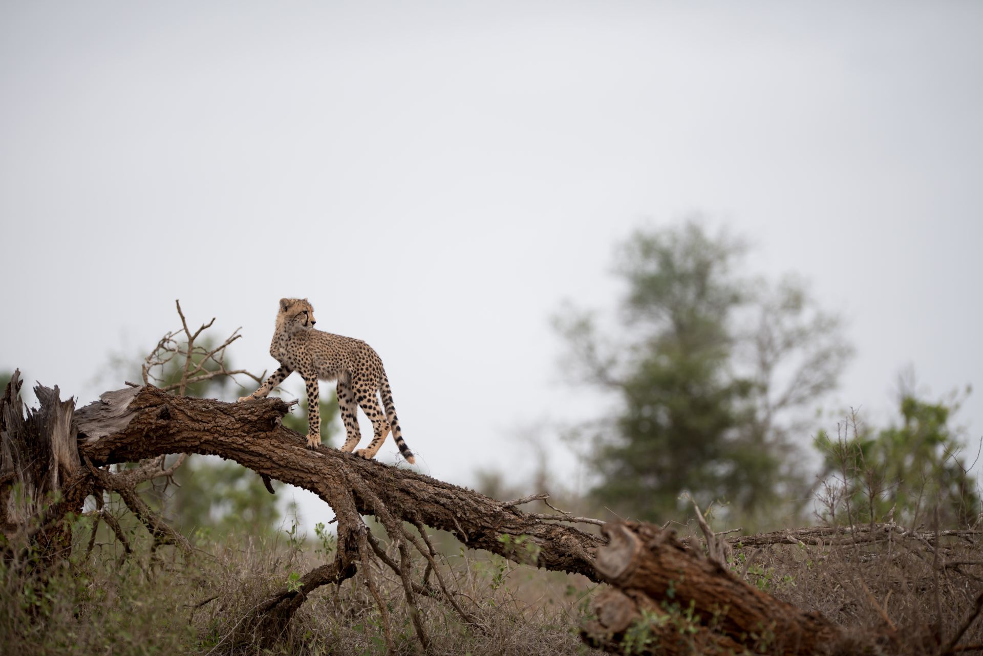 Photo Safaris