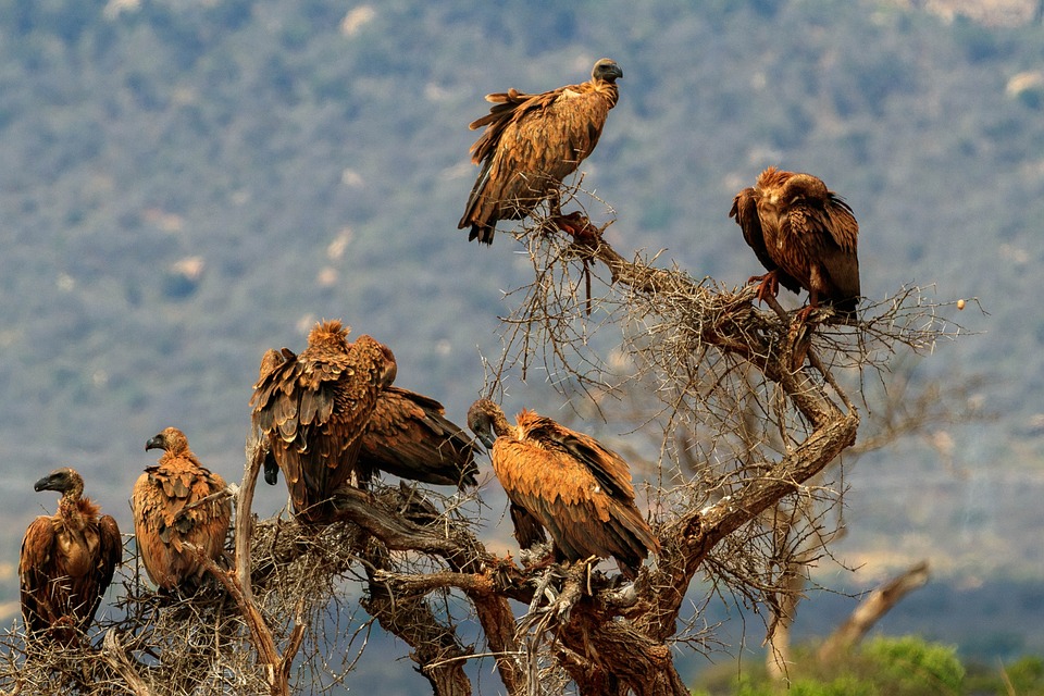 5-Day Luxury Explore Safari