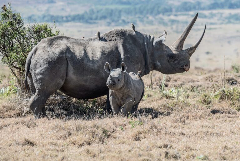 6-Day Luxury Safari (Top Destination in Tanzania)