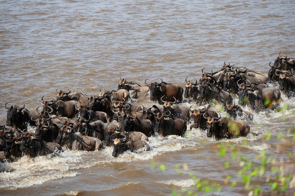 9-Day Great Migration Safari (Mara River Crossing)