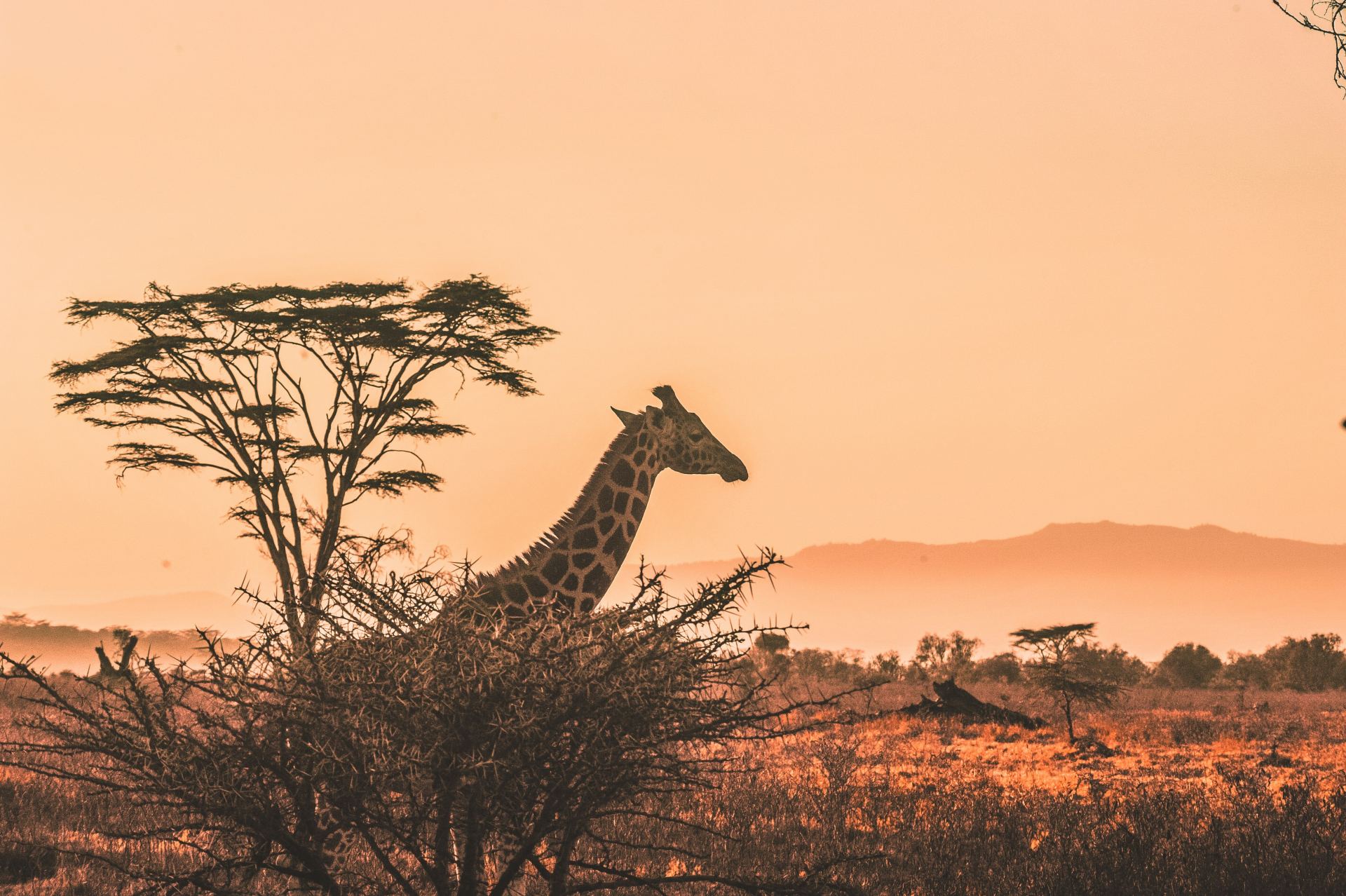 1-Day Private Ngorongoro Safari