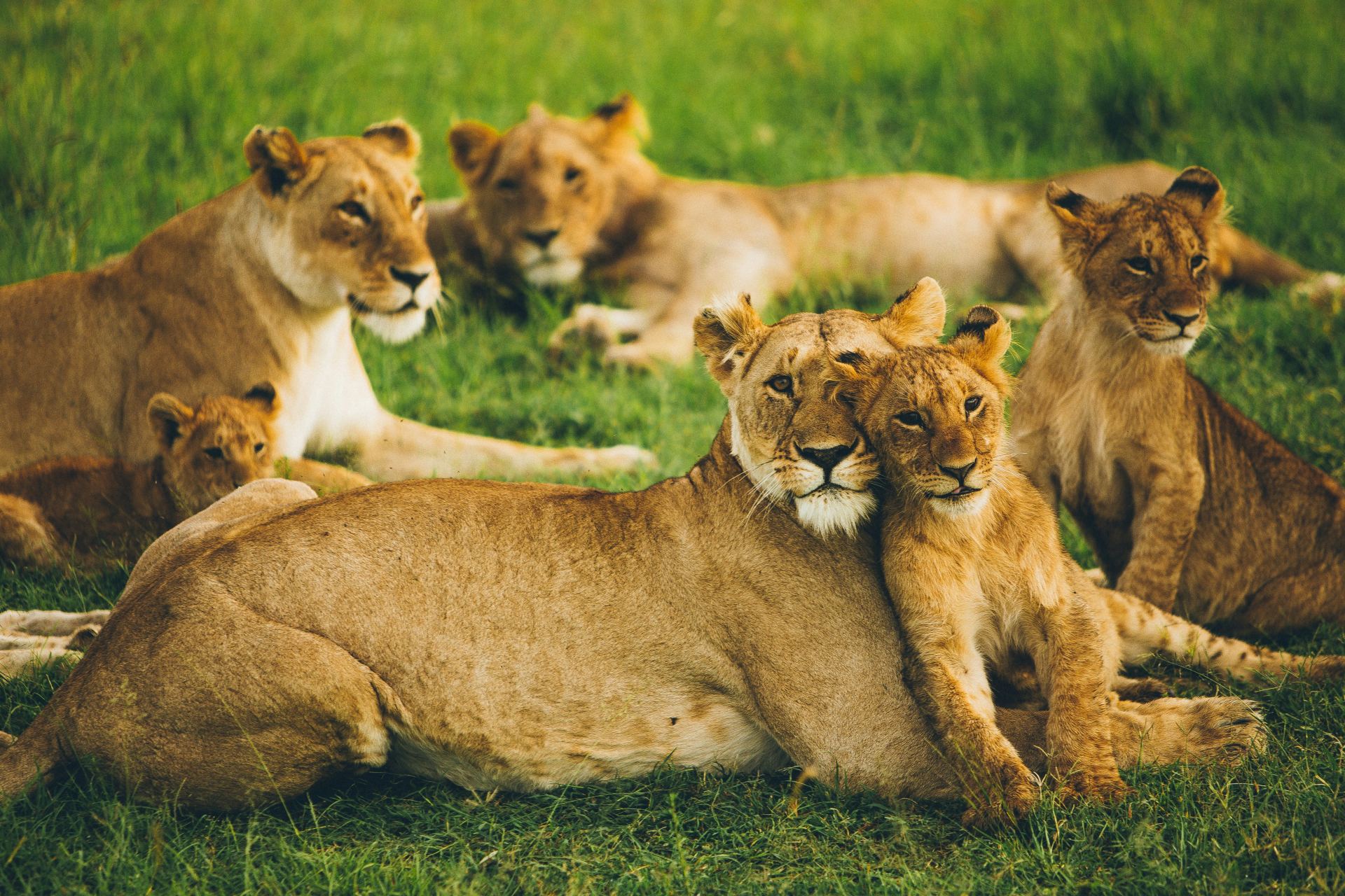 5-Day Wildlife Safari Northern Circuit