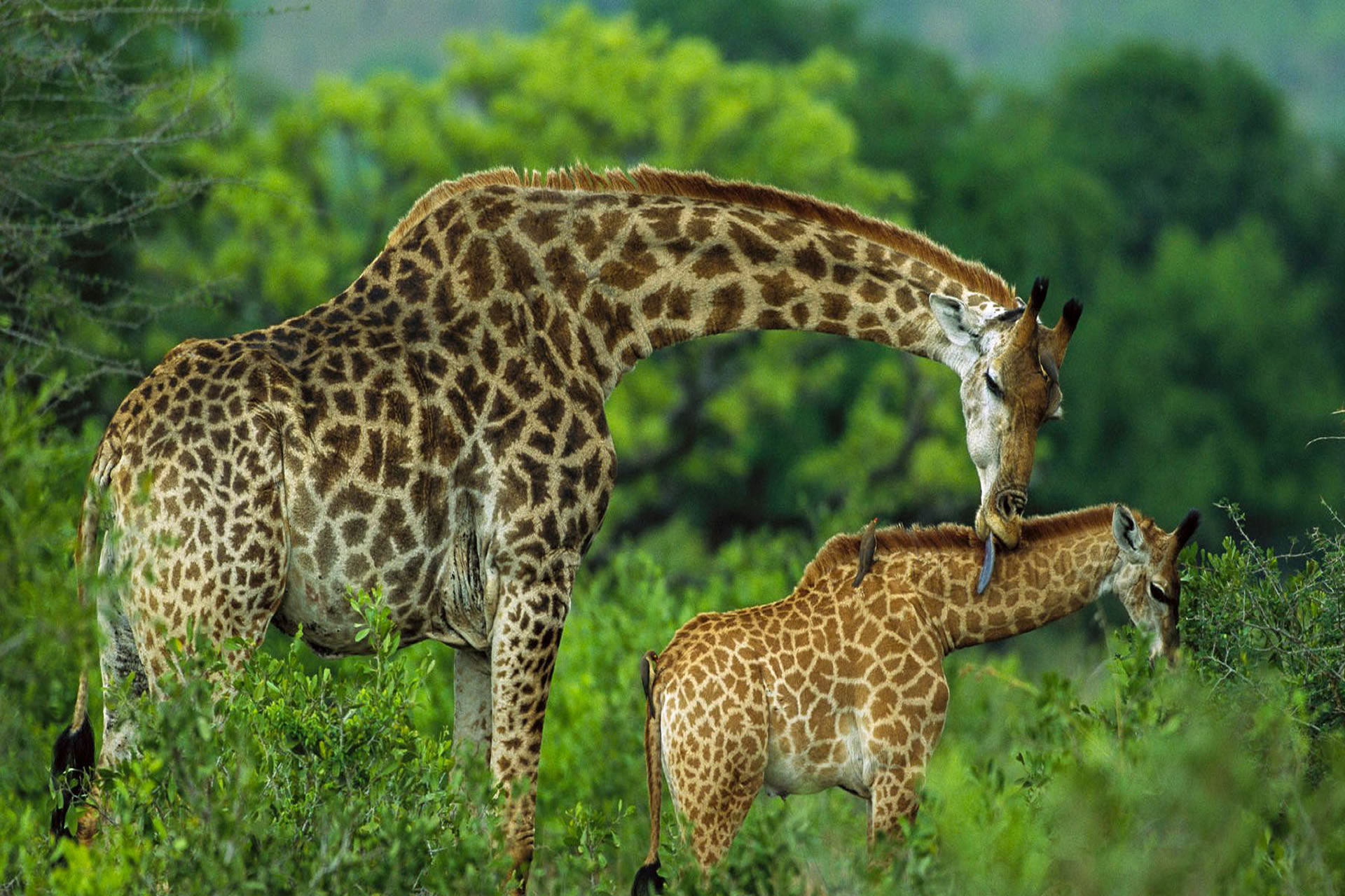 1-Day Tarangire National Park Trip